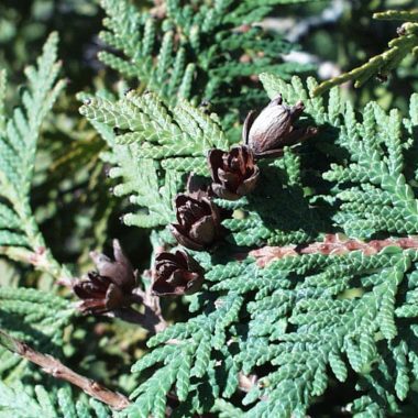 Image of a branch of a cedar tree for a northern white cedar firewood profile.