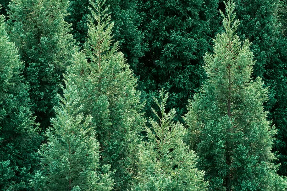 Image of the tops of cedar trees in a forest for a northern white cedar firewood profile.