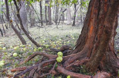 Image of an Osage Orange tree with its fruit at its base for a firewood profile on the species.