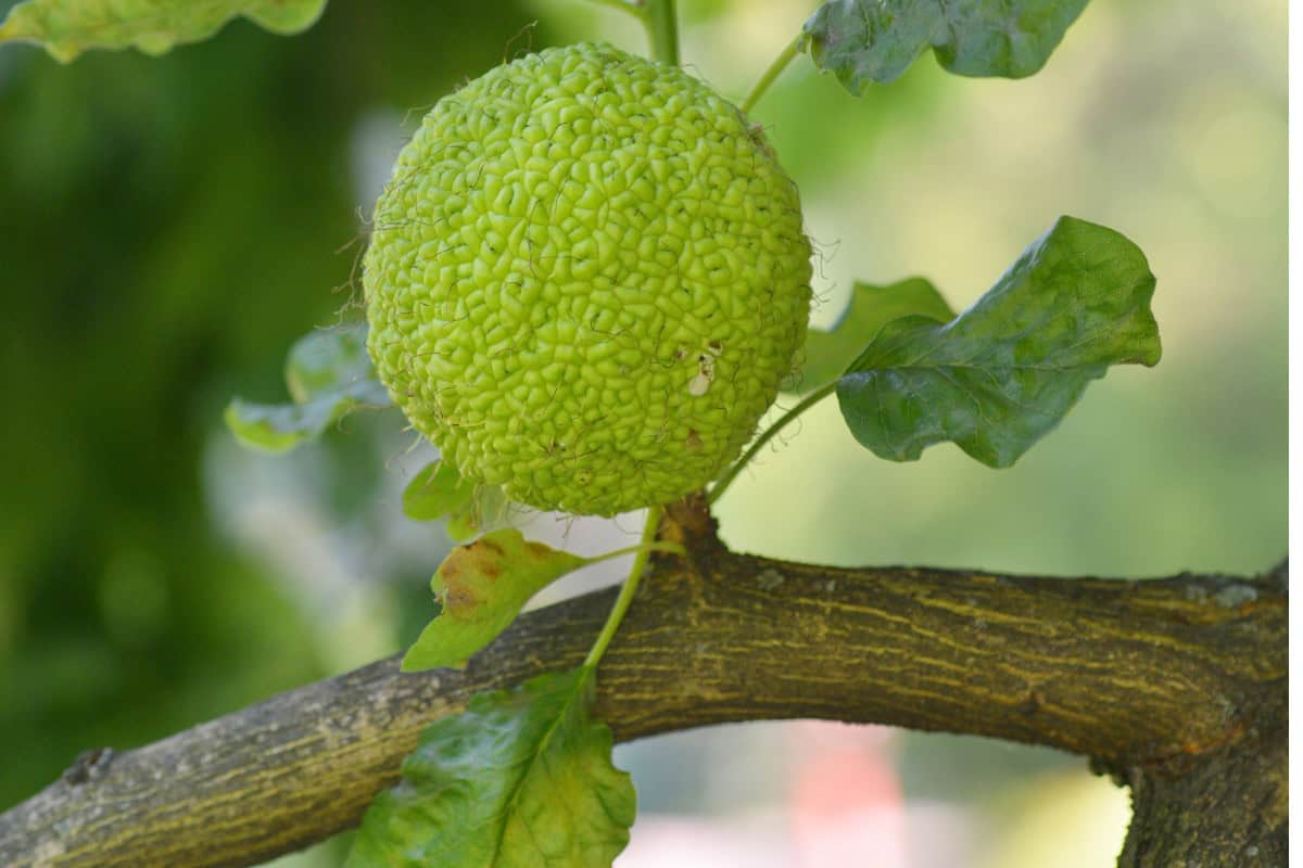 Osage Orange Firewood Profile Image of the fruit of an Osage Orange tree.