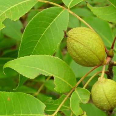 Image of the leaves and fruit of a pignut hickory tree for a pignut hickory firewood profile.