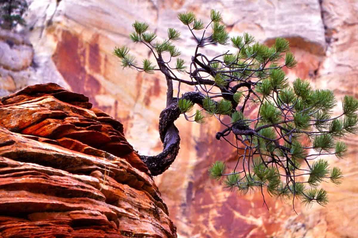Piñon Firewood Profile Image of a Piñon pine tree growing from rocky cliff in an hot dry area for a Piñon firewood profile.