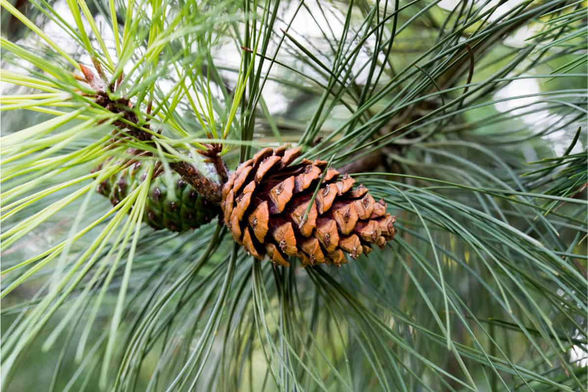 ponderosa-pine-firewood-profile-main Image of pine needles and cones of a Ponderosa Pine tree for a Ponderosa Pine firewood profile.