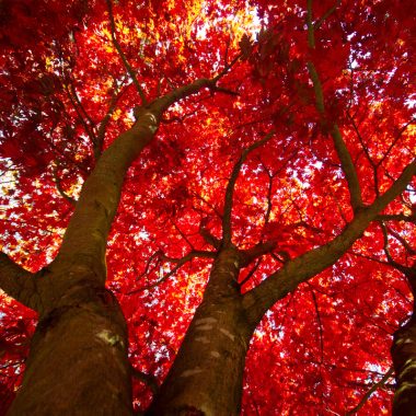 Image of a cluster of red maple trees from the ground for a Red Maple firewood profile.