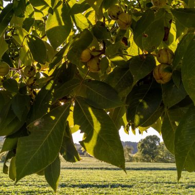 Image of the branches of a shagbark hickory tree for a shagbark hickory firewood profile.