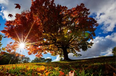 Image of a sugar maple on a hill with sunlight shining through for a Sugar Maple firewood profile.