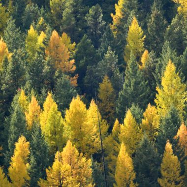 Image of a cluster of Tamarack trees in a forest for a Tamarack firewood profile.