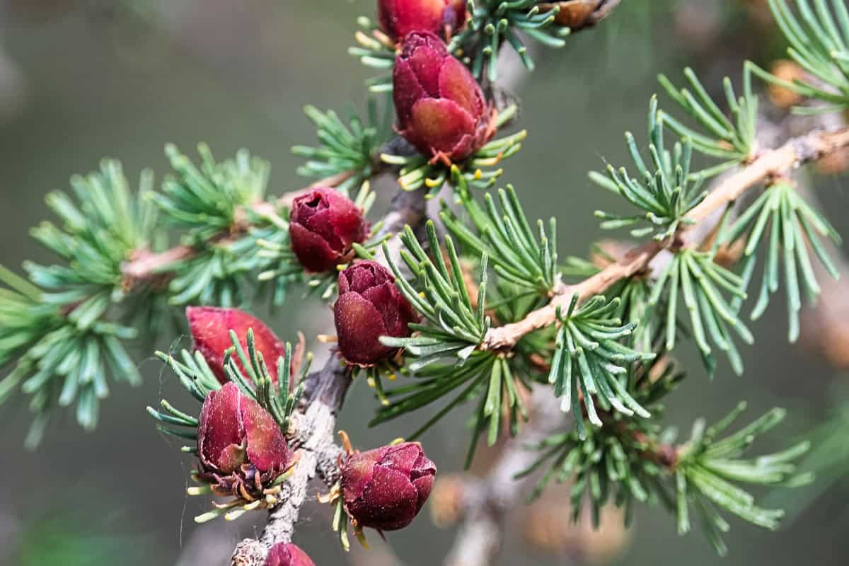 tamarack-firewood-profile-main Image of the branches and flowers of a Tamarack tree for a Tamarack firewood profile.