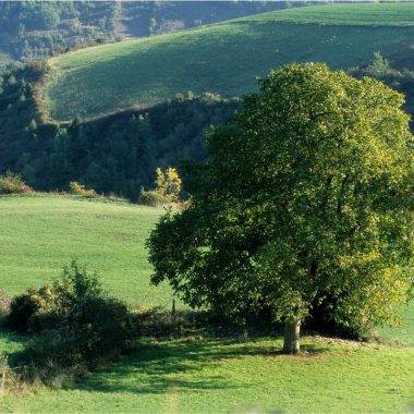 Image of a walnut tree in an open field for a Walnut firewood profile.