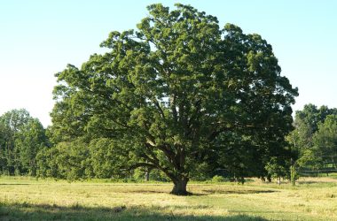Image of a white oak tree from a distance for a white oak firewood profile.