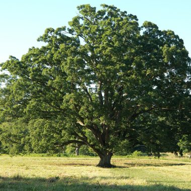 Image of a white oak tree from a distance for a white oak firewood profile.