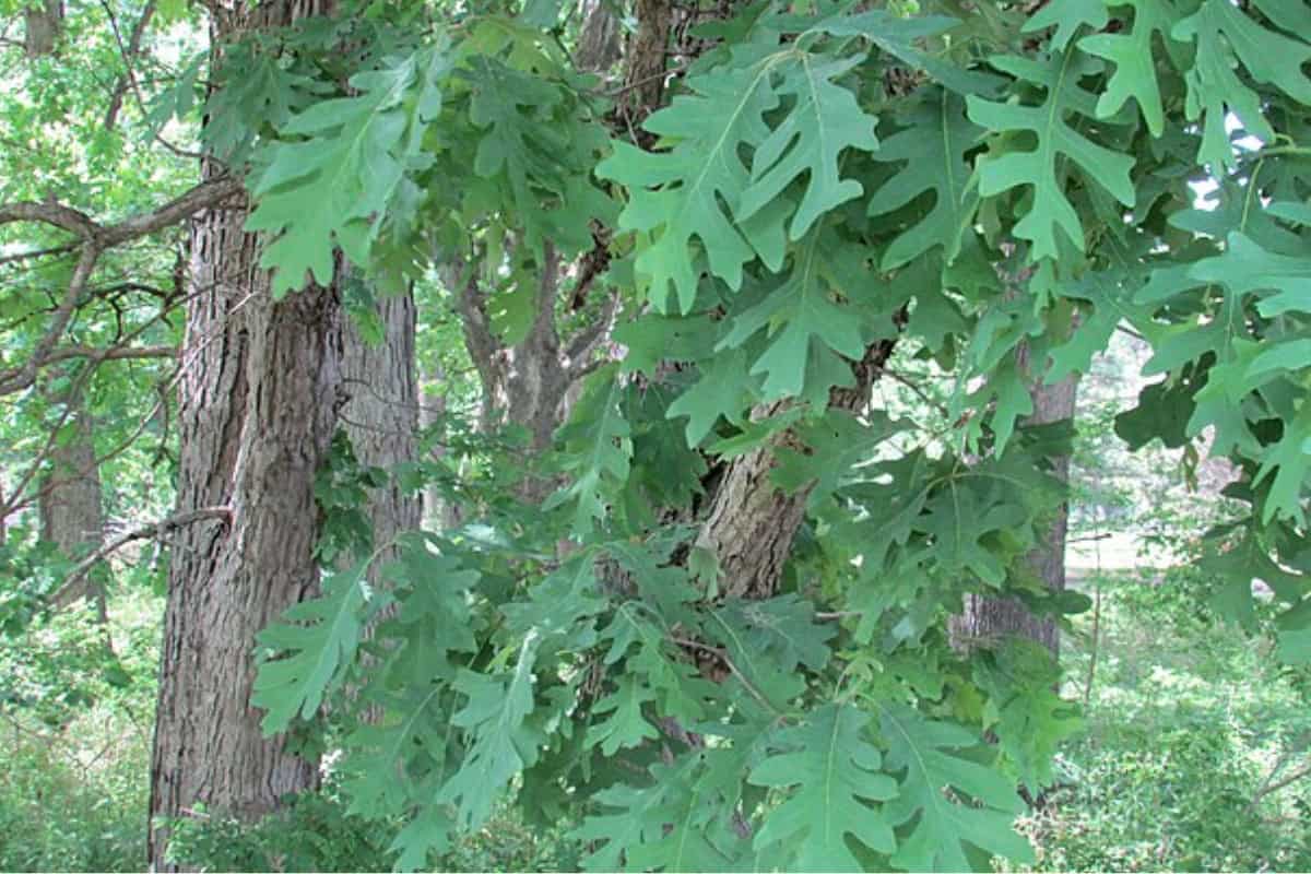 white-oak-firewood-profile-main Image of several white oak trees for a white oak firewood profile.