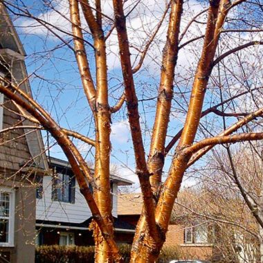 Image of a yellow birch in a neighborhood yard in fall for a Yellow Birch firewood profile.