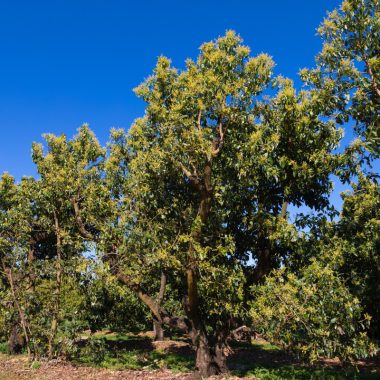 Image of a grove of avocado trees for a Avocado Firewood Profile.