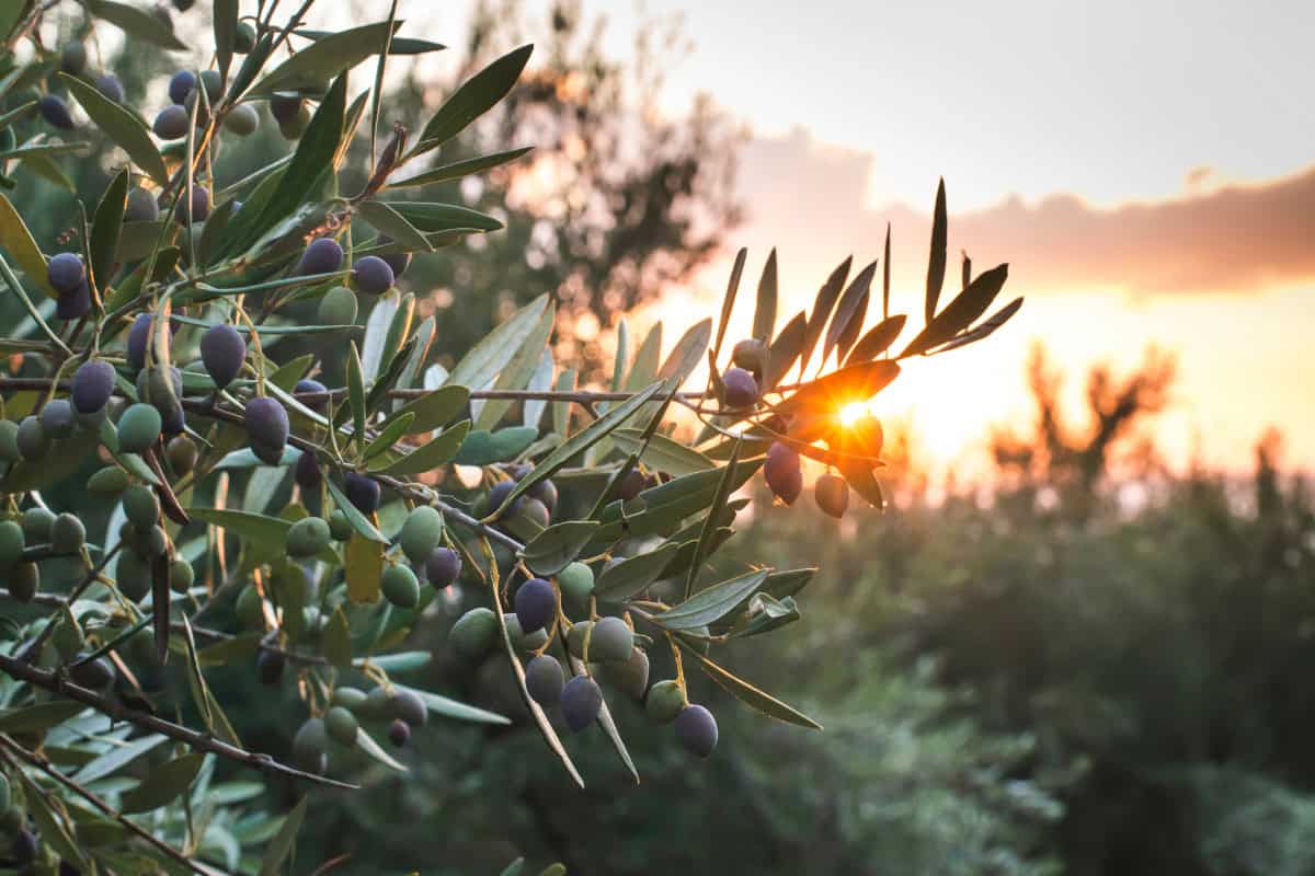 olive-firewood-profile-main Image of an olive tree branch and fruit for a olive firewood profile.