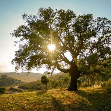 Image of an oak tree in a field with sunlight shining through its branches for an post answering the question, "what are hardwoods?"