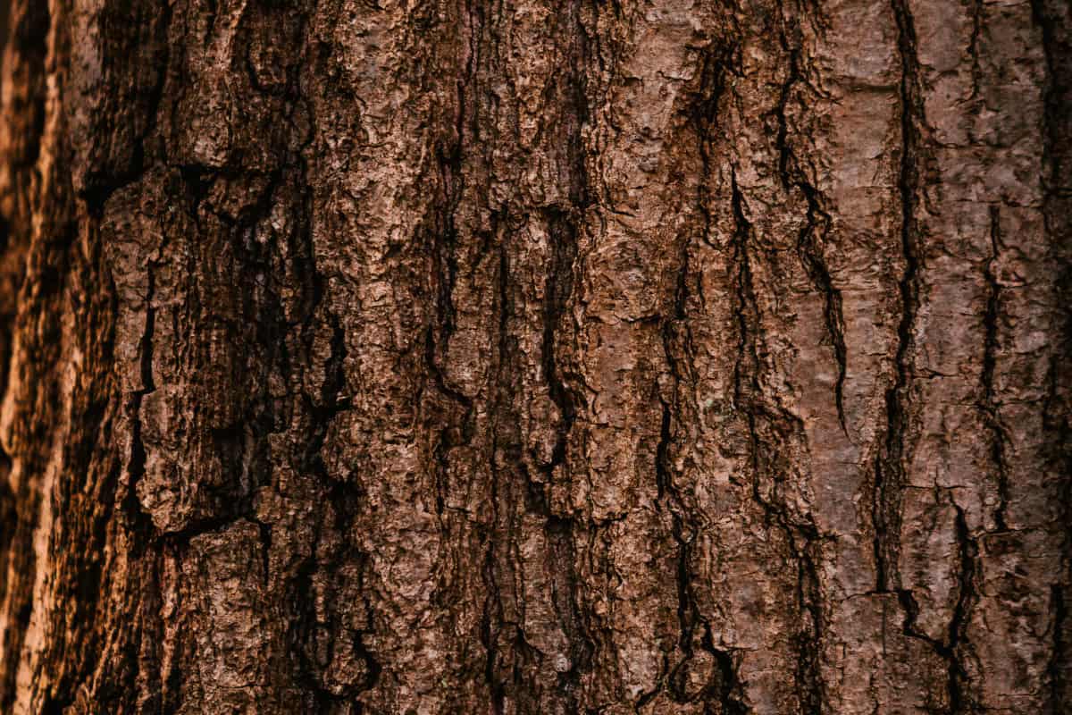 what-are-hardwoods-identify Image of tree bark belonging to a large hardwood tree for a blog post answering the question, "what are hardwoods?"