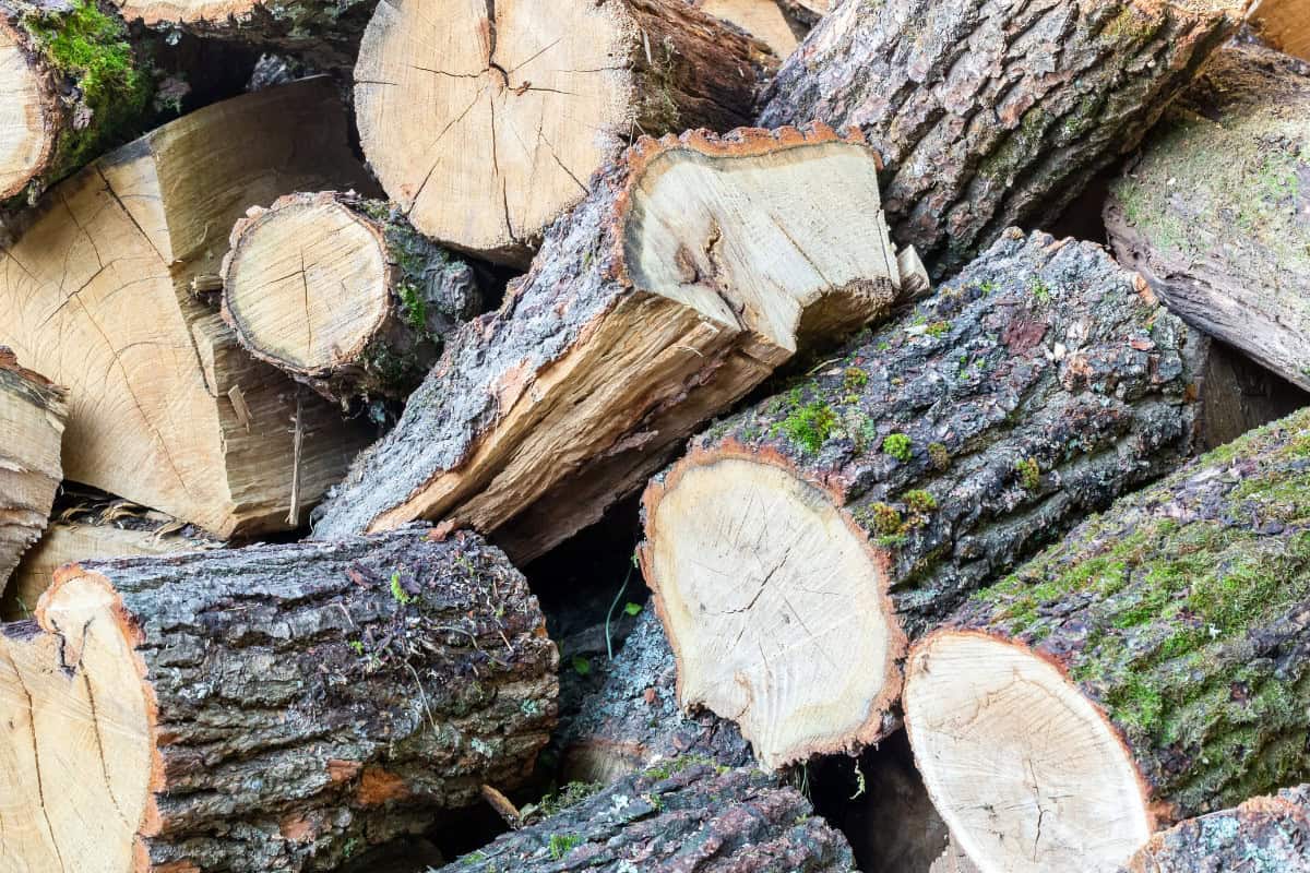 what-are-hardwoods-main Image of a pile of freshly cut hardwood splits and rounds.