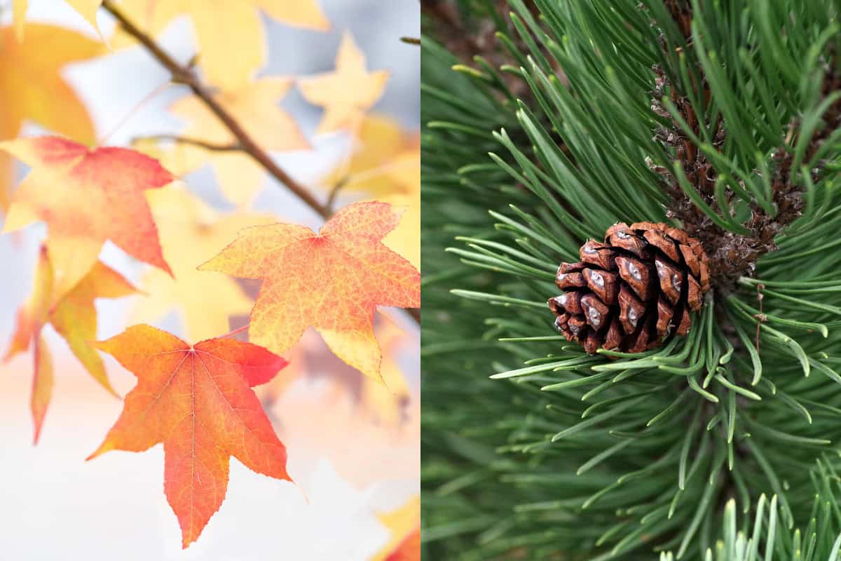 what-are-hardwoods-vs-softwoods Image of a maple tree branch and a pine branch side-by-side.