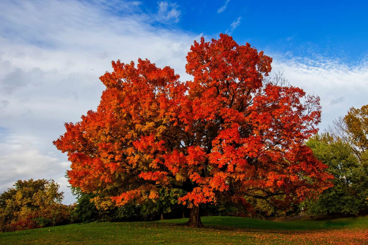 Image of a sugar maple tree in a grassy field for a post on Canadian firewood prices.