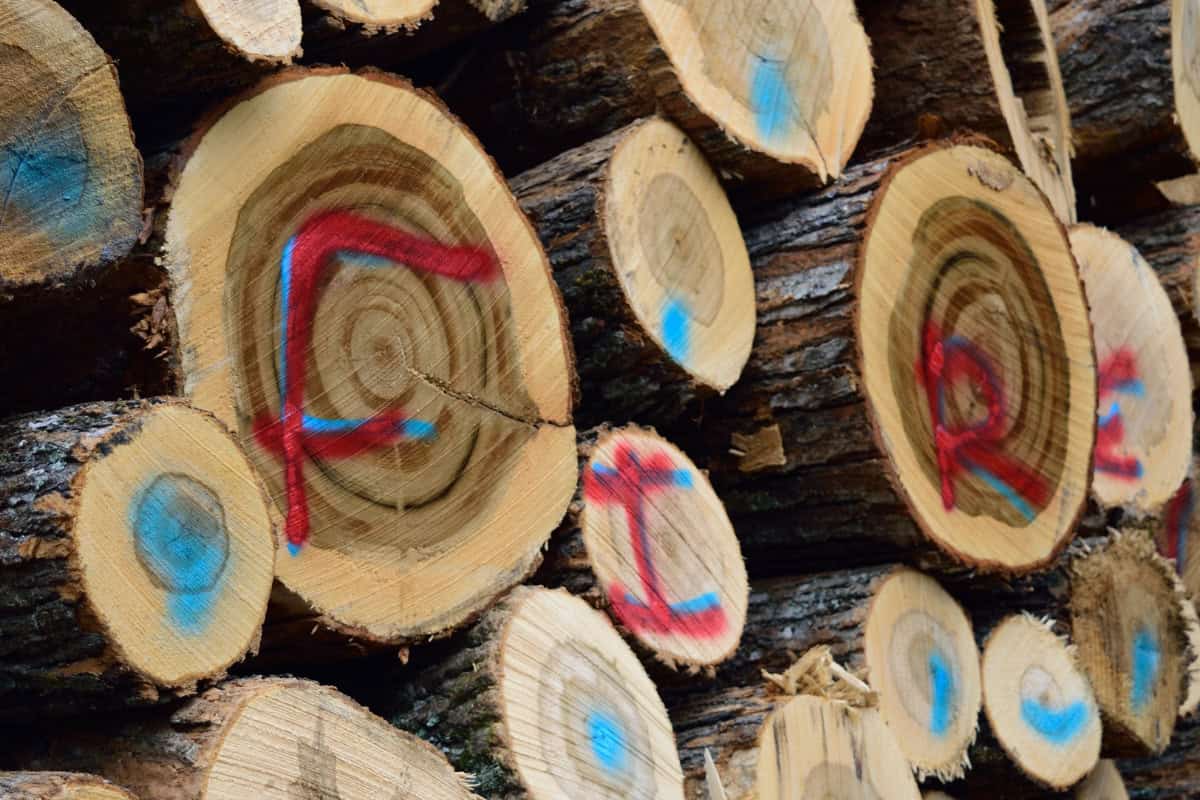 Image of freshly cut sugar maple logs with letters and other markings spray painted on the ends for a post covering Canadian firewood prices.