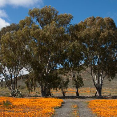 Vibrant orange California poppies blooming in a scenic field with tall trees and mountain backdrop under a partly cloudy sky, showcasing natural beauty and outdoor appeal.