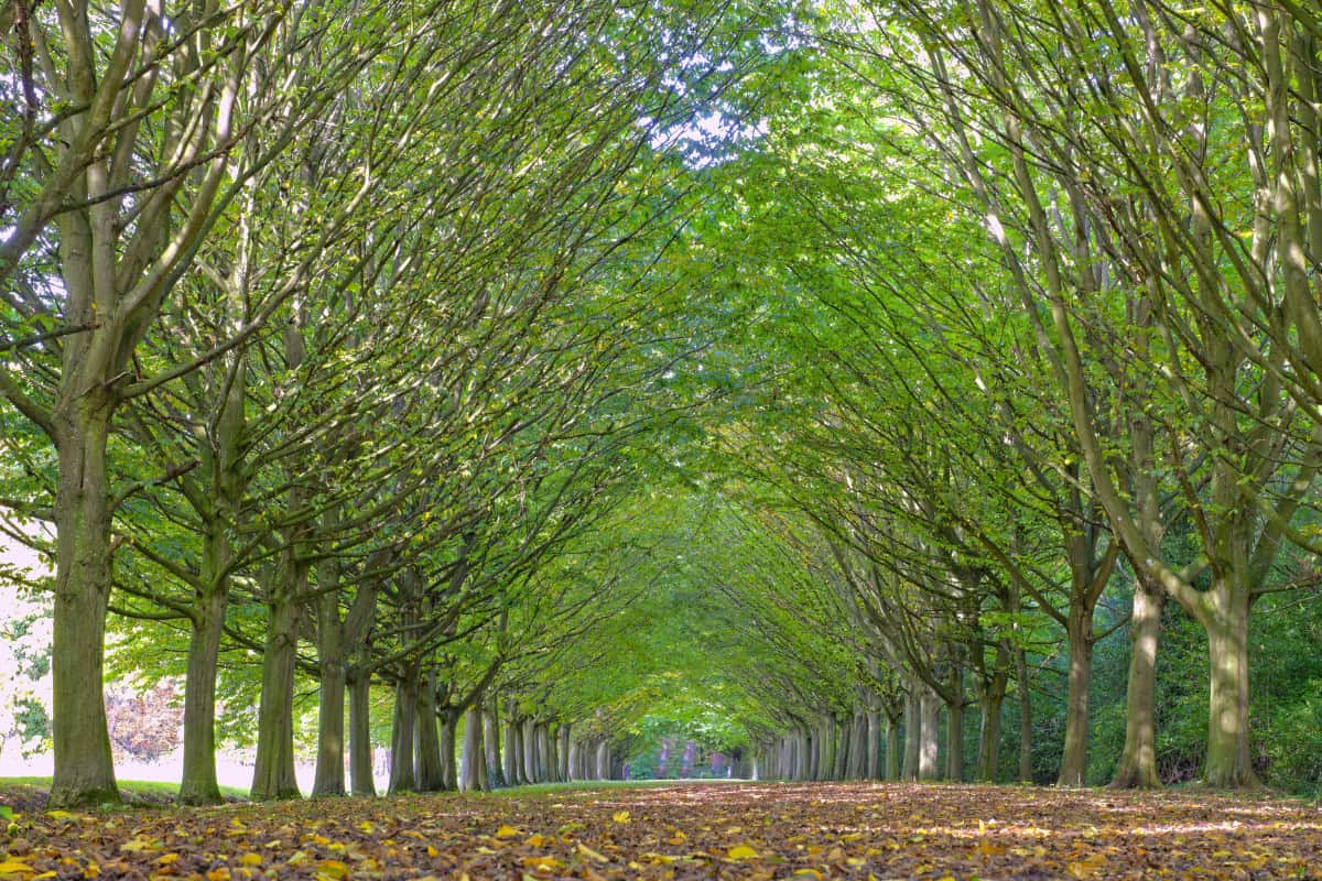 uk-firewood-prices-hardwoods Image of a road flanked by Hornbeam trees in fall.