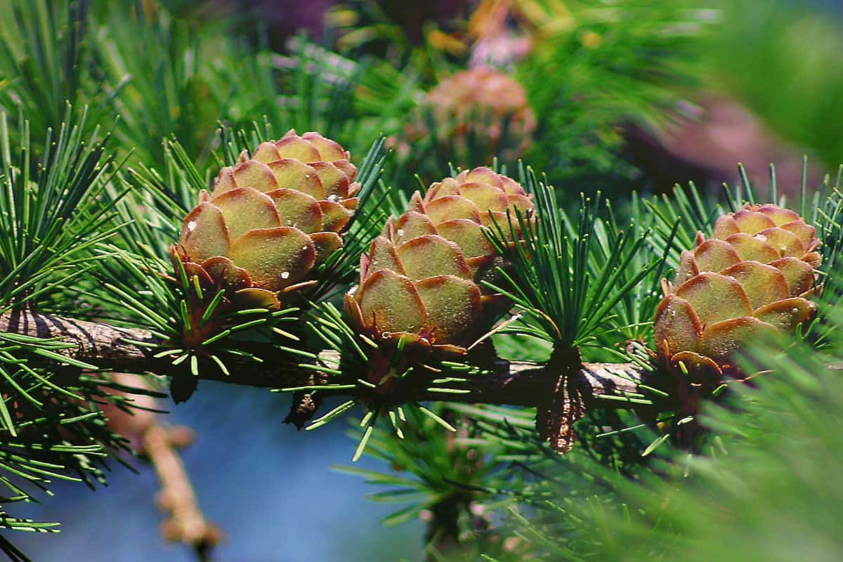 uk-firewood-prices-scotland Image of the branches and cones of a larch tree.