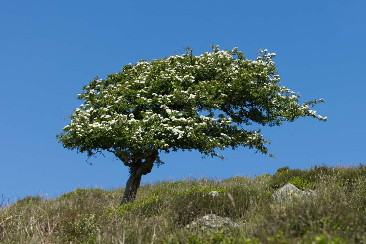 uk-firewood-prices-species Image of lone Hawthorne tree on a grassy hill for a post covering UK firewood prices.