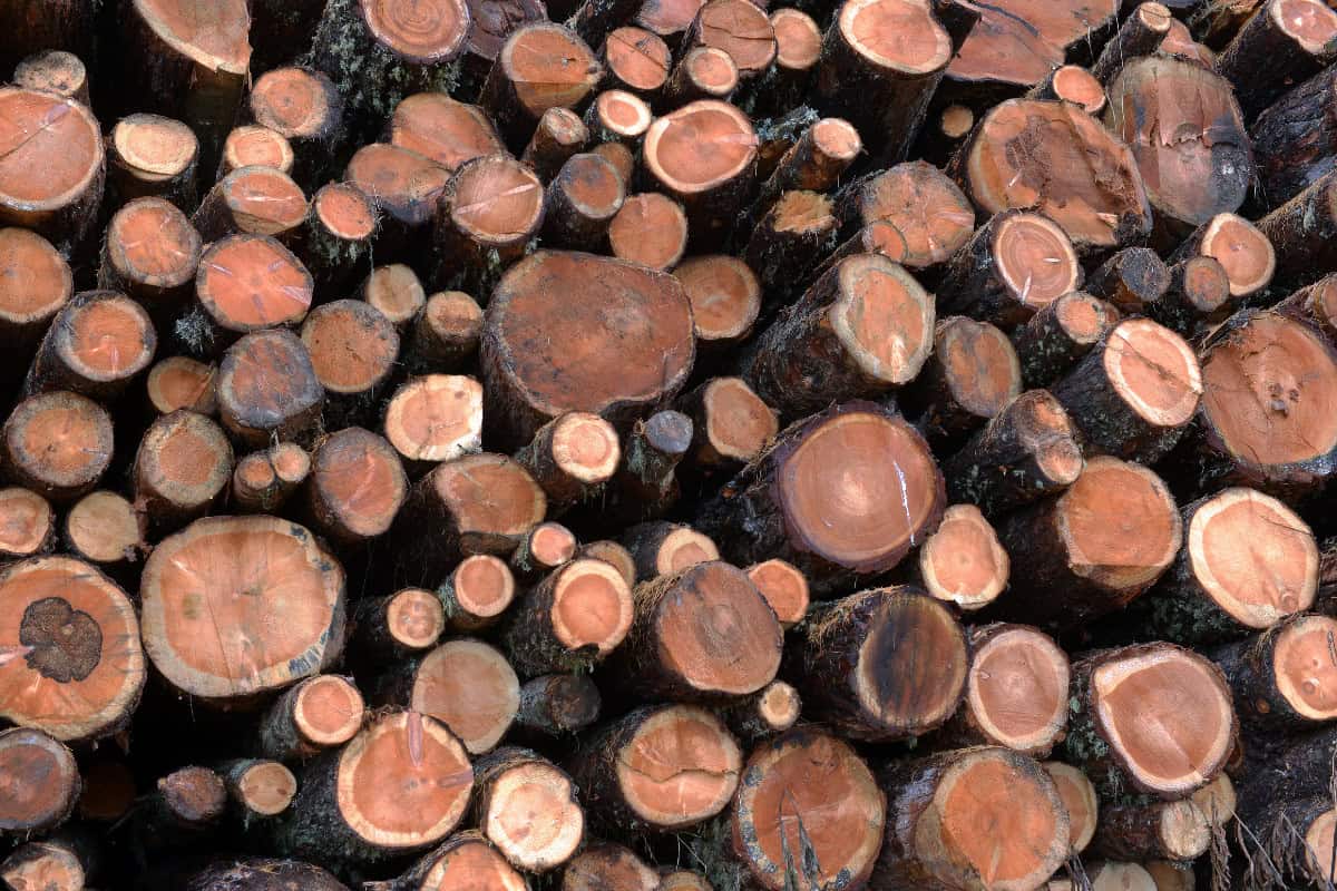 uk-firewood-prices-timing Image of stacked unseasoned larch logs for a post on UK firewood prices.